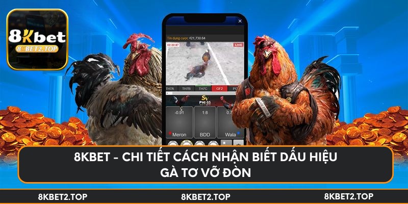 8KBet - chi tiết cách nhận biết dấu hiệu gà tơ vỡ đòn